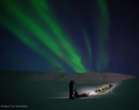 Nordlyssafari med hundespann NO