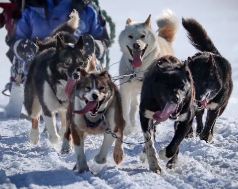 Halvdags hundesledetur i Bolterdalen NO