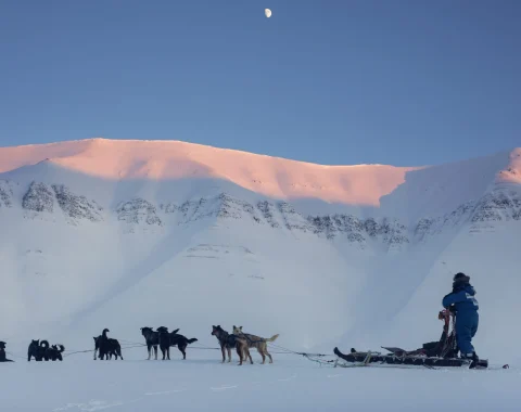 Halvdags hundesledetur i Bolterdalen NO