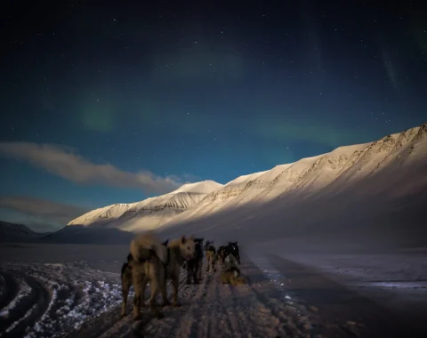 Nordlyssafari med hundespann NO