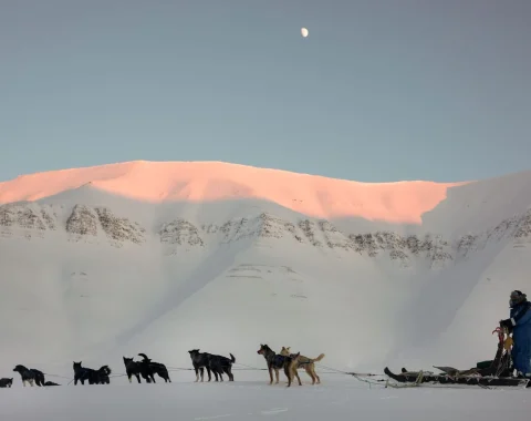 Green Dog Svalbard
